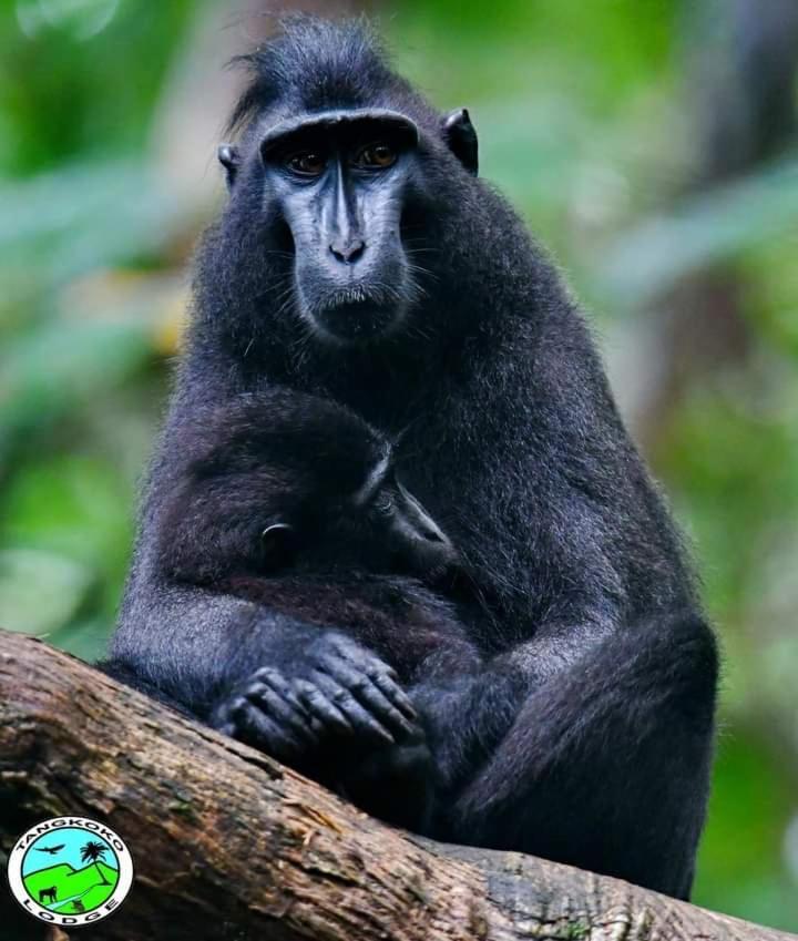 Tangkoko Lodge Bitung Ngoại thất bức ảnh