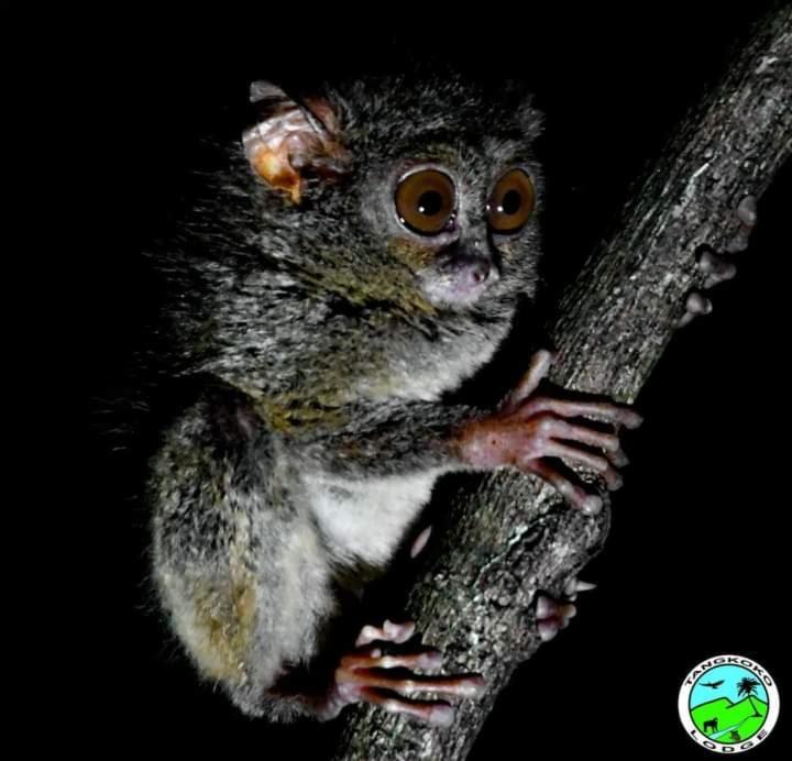 Tangkoko Lodge Bitung Ngoại thất bức ảnh