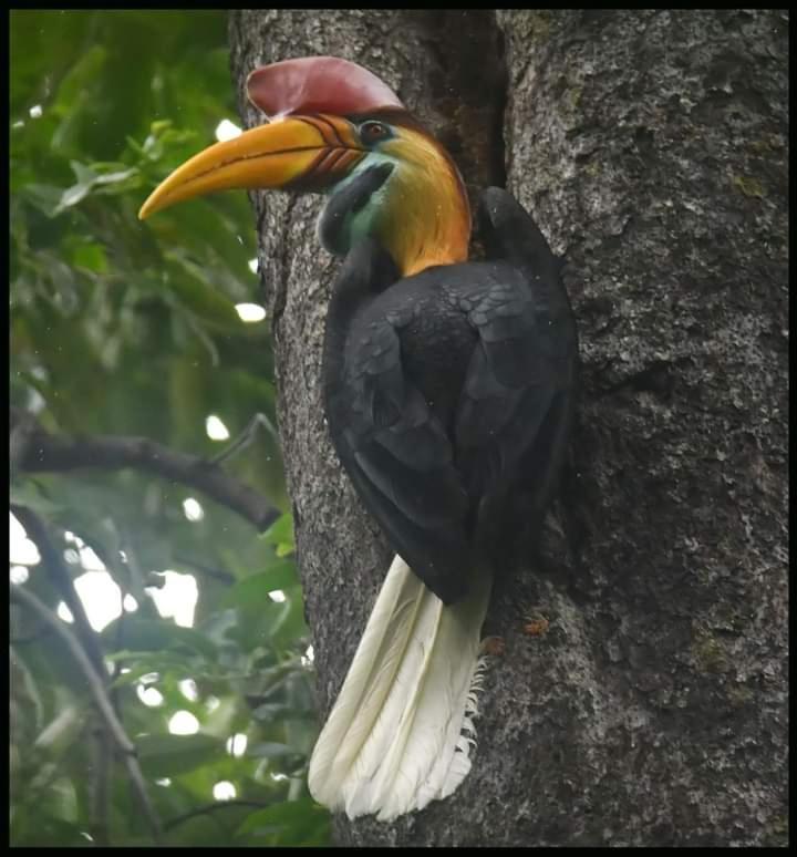 Tangkoko Lodge Bitung Ngoại thất bức ảnh