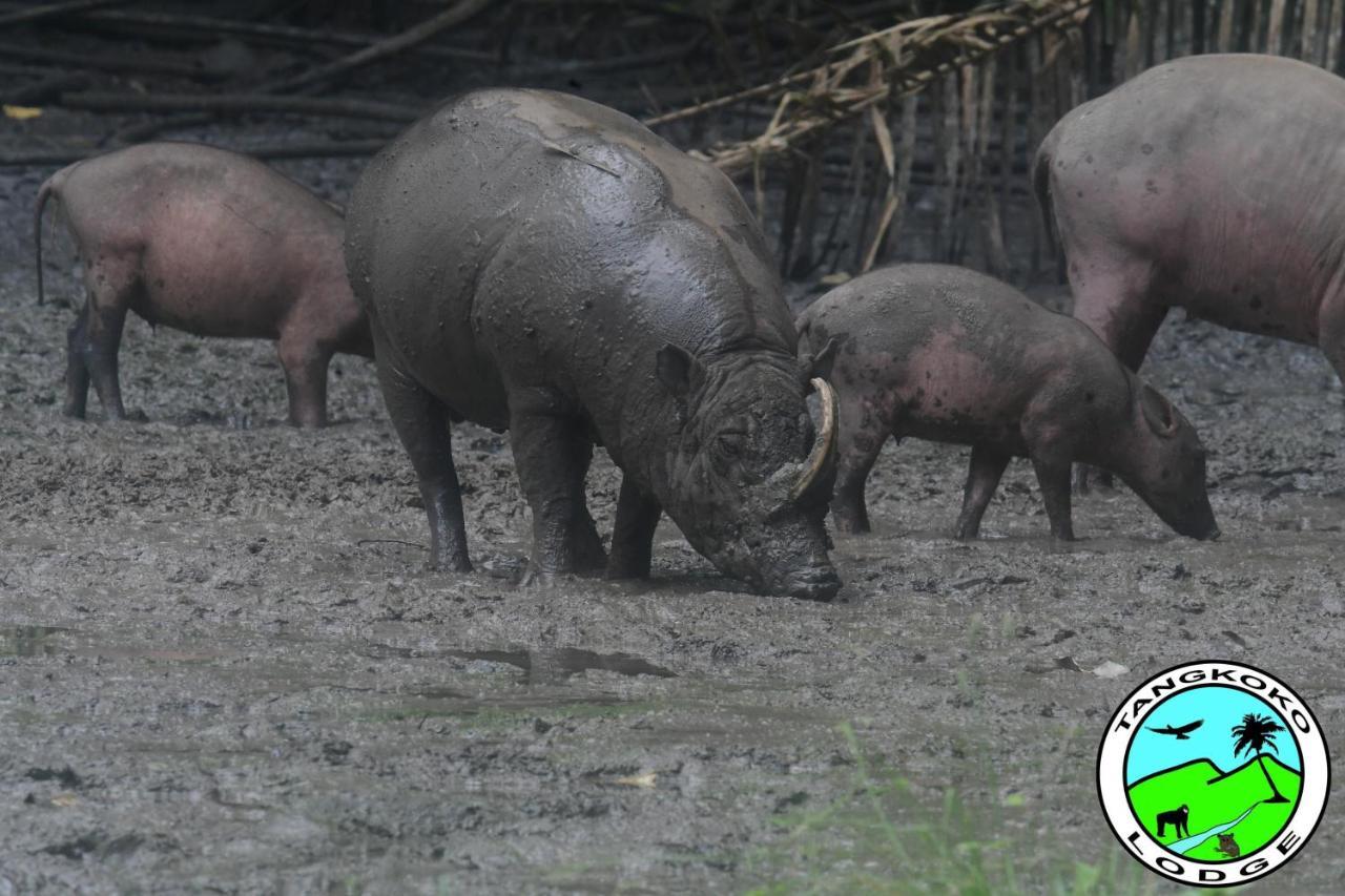 Tangkoko Lodge Bitung Ngoại thất bức ảnh