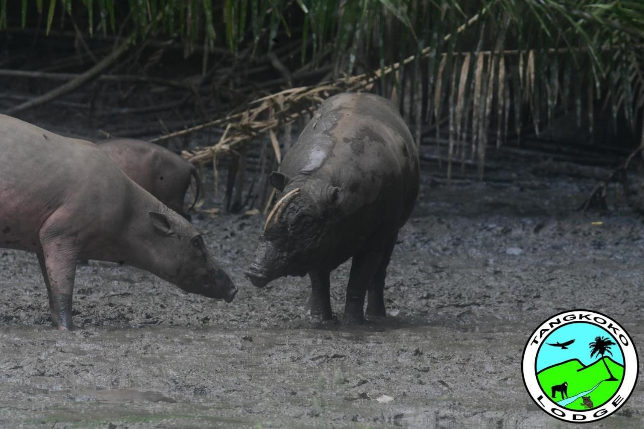 Tangkoko Lodge Bitung Ngoại thất bức ảnh